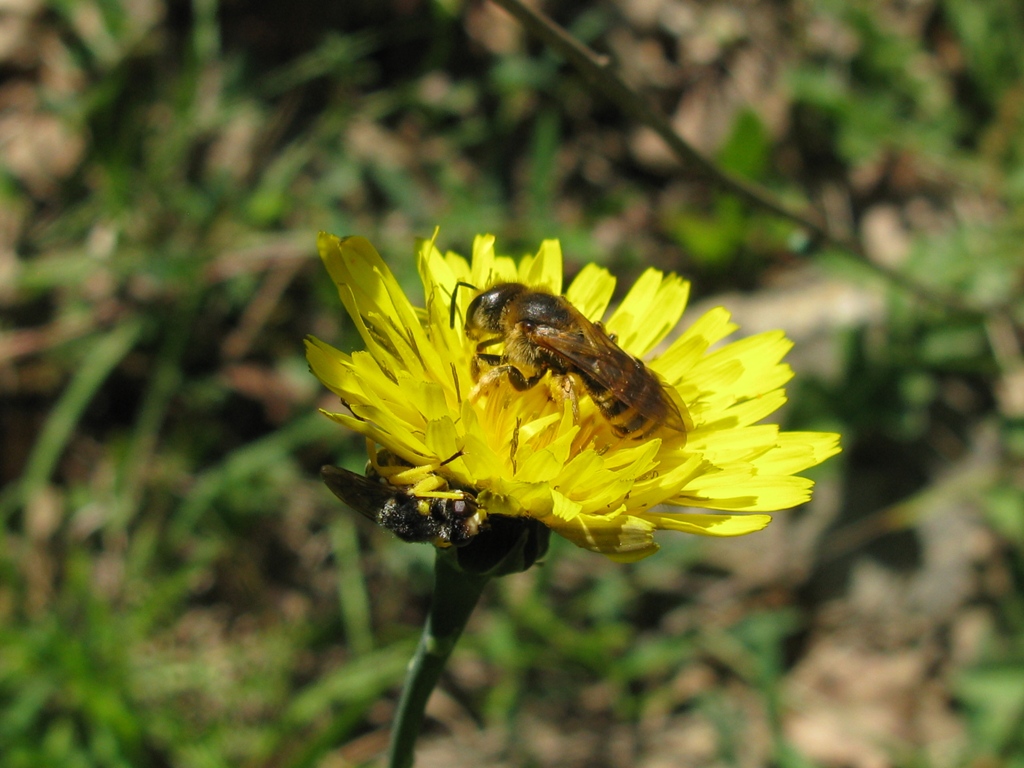 imenottero 3: femmina di Halictus sp.